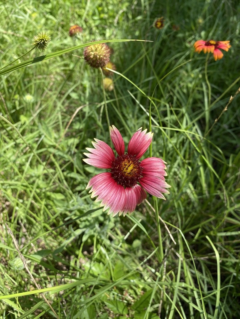 Maroon Blanketflower photo 4