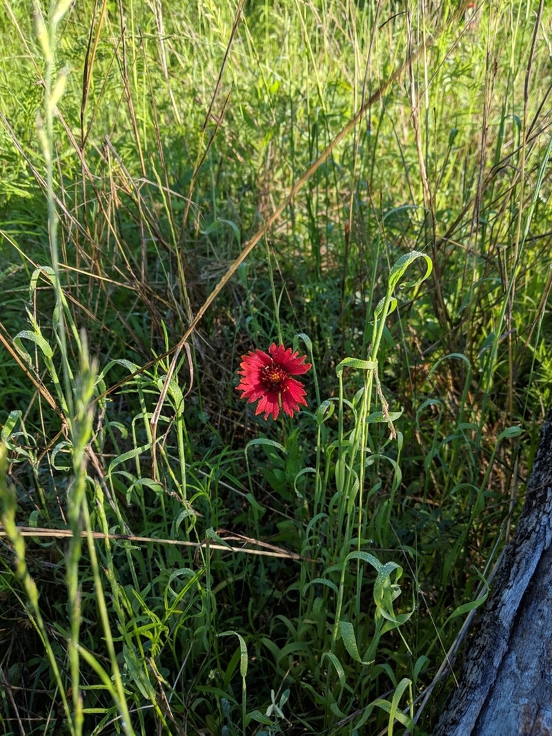 Maroon Blanketflower photo 5