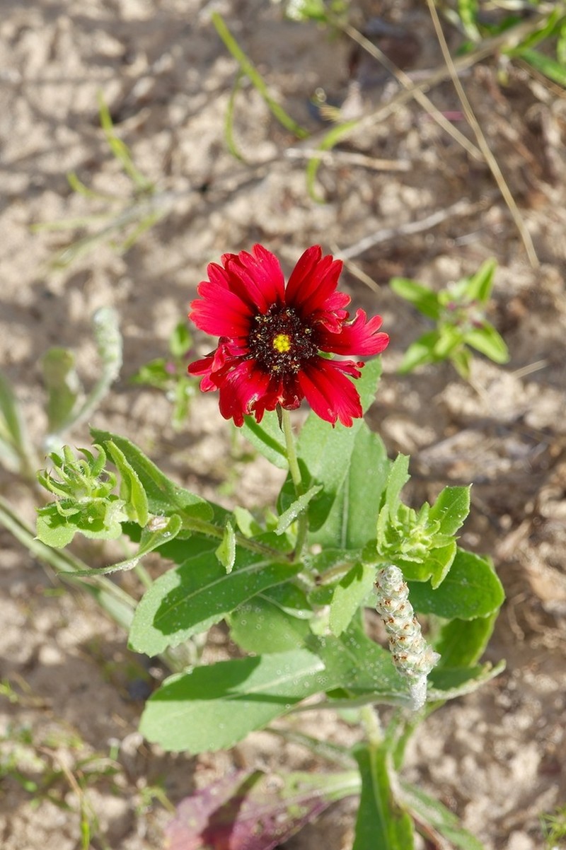 Maroon Blanketflower photo 6