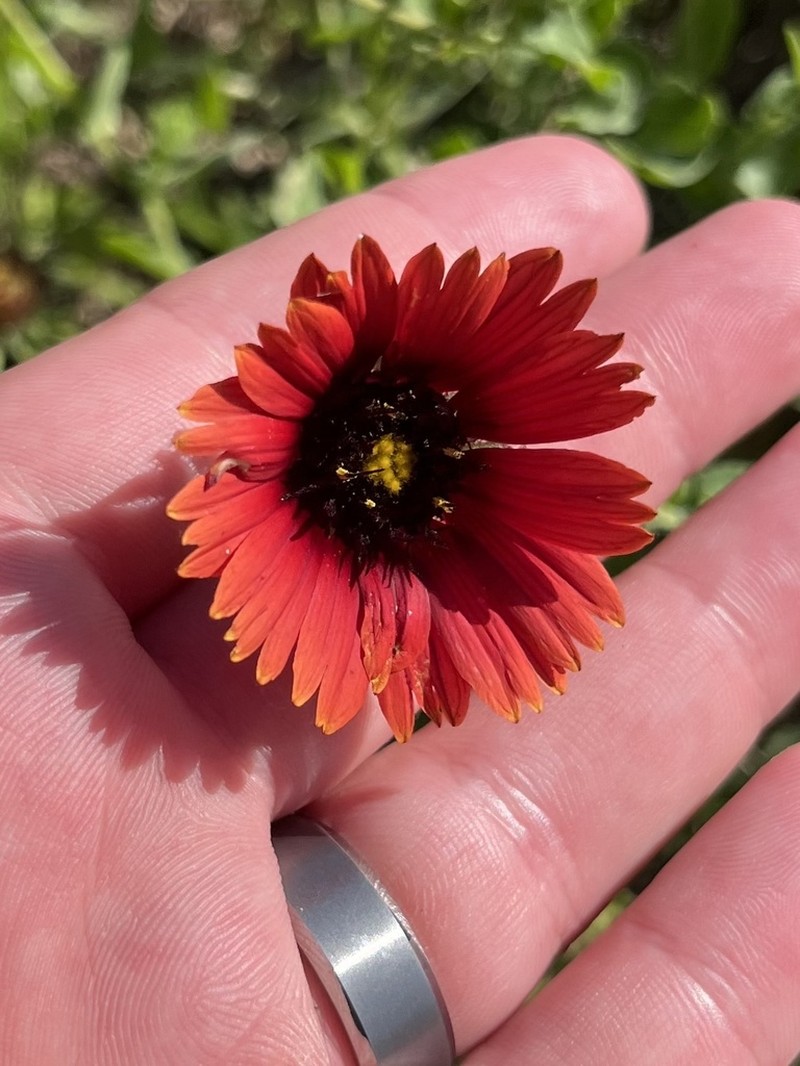 Maroon Blanketflower photo 7