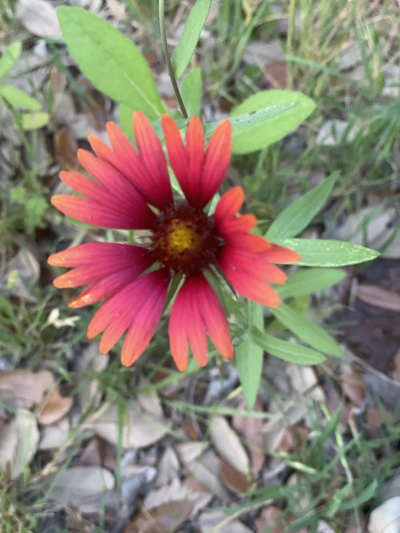 Maroon Blanketflower photo 8