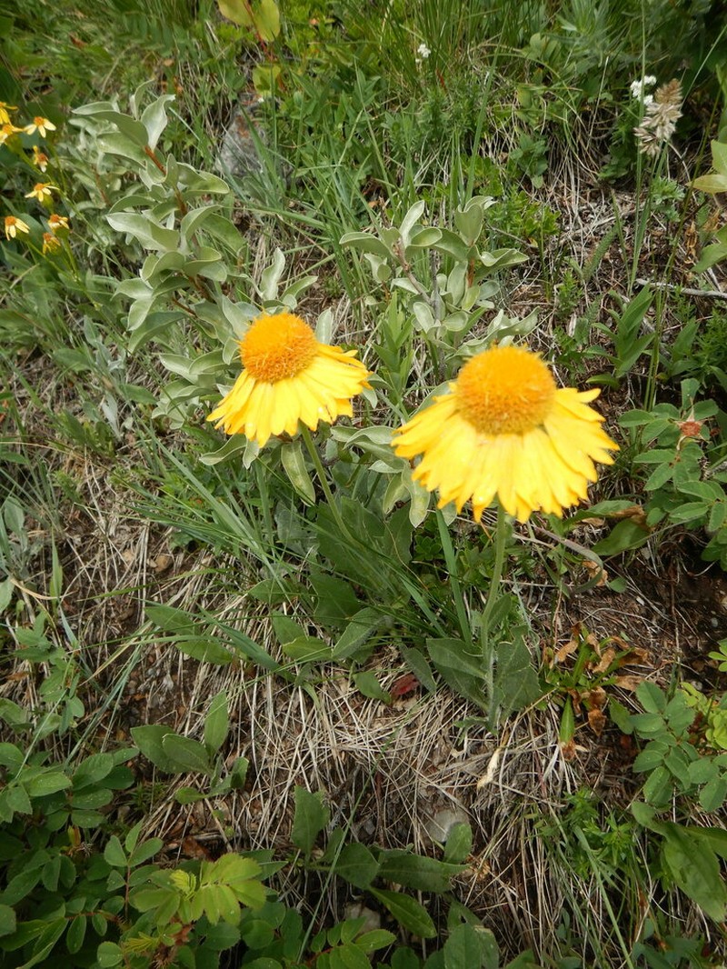 Blanketflower