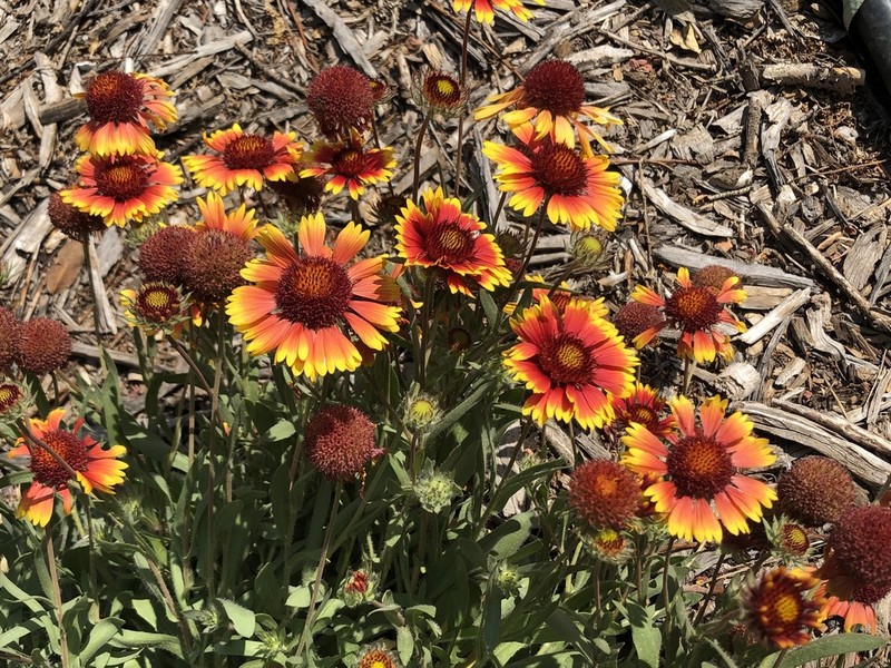 Blanketflower photo 2