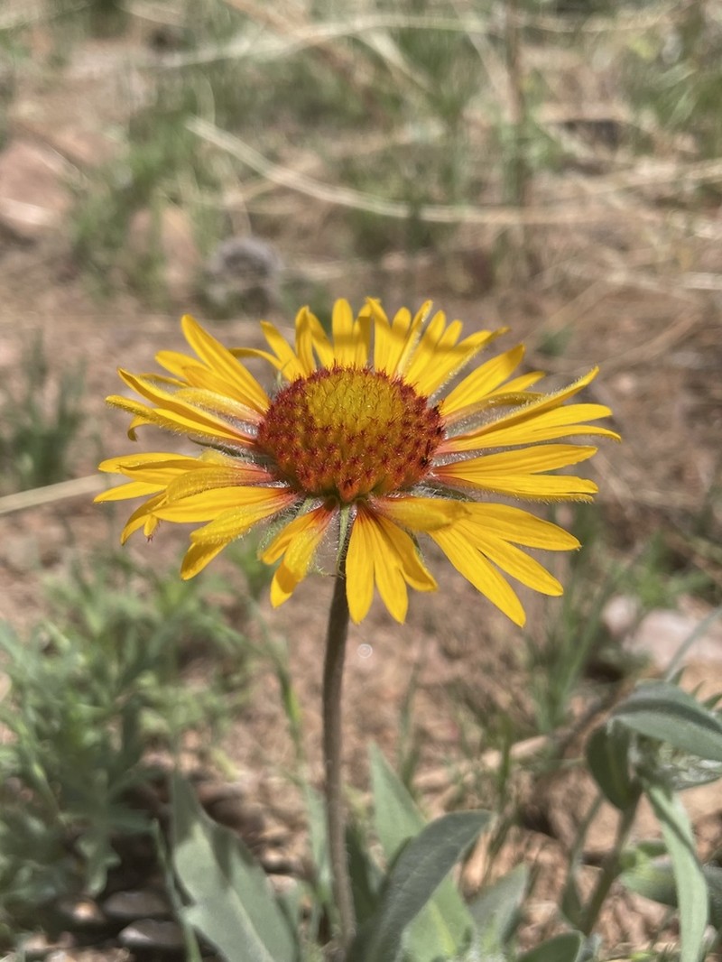Blanketflower photo 4
