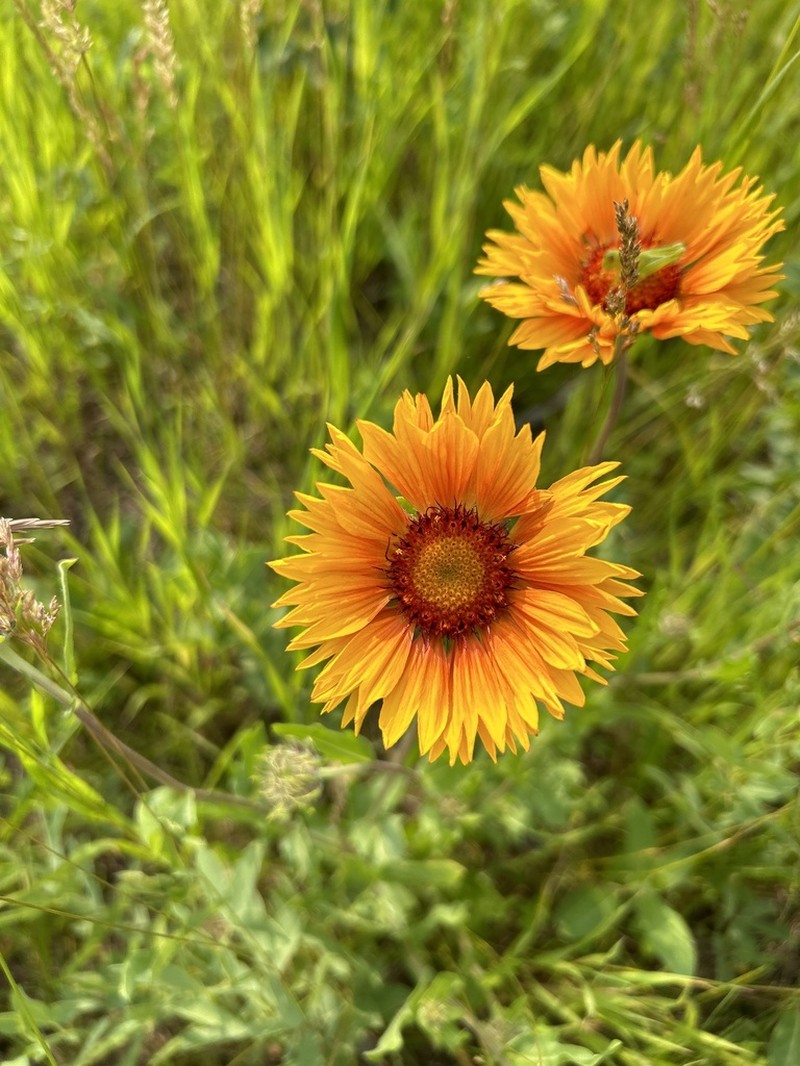 Blanketflower photo 5