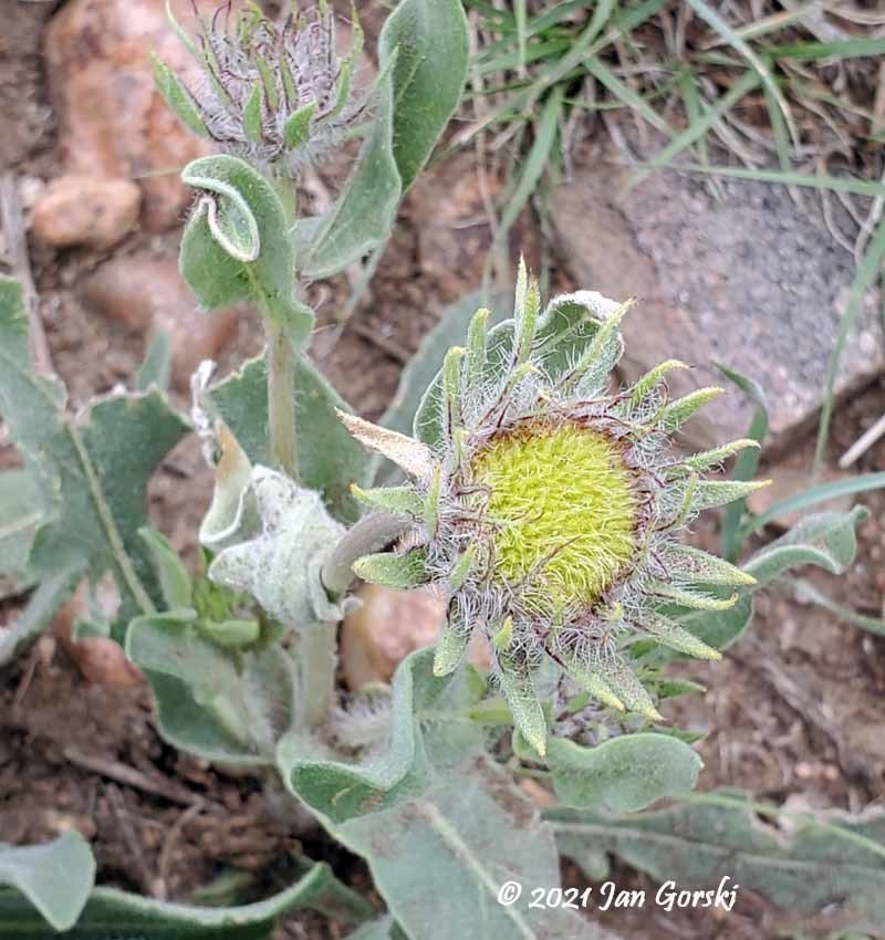 Blanketflower photo 6