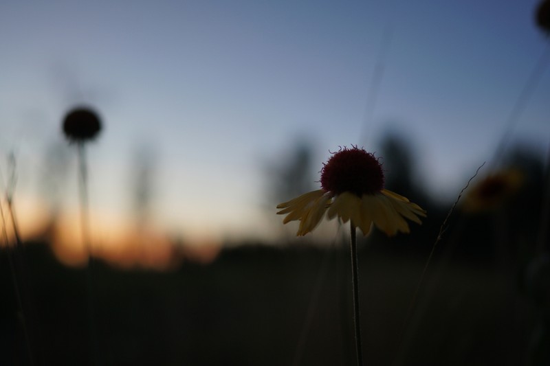 Blanketflower photo 7