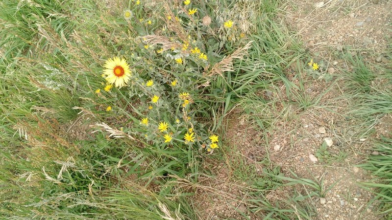 Blanketflower photo 8