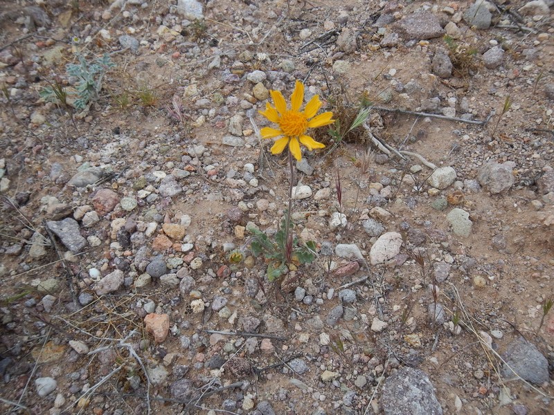 Arizona Blanketflower