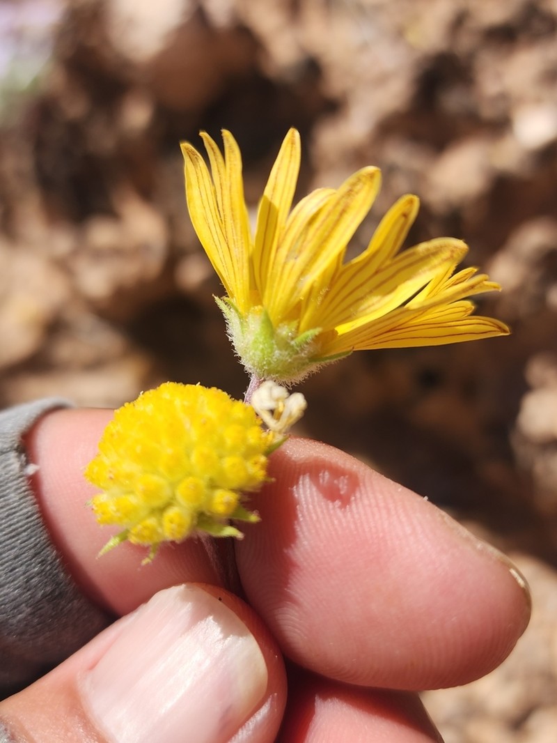 Arizona Blanketflower photo 2