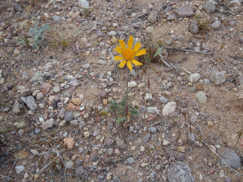 Arizona Blanketflower photo 4