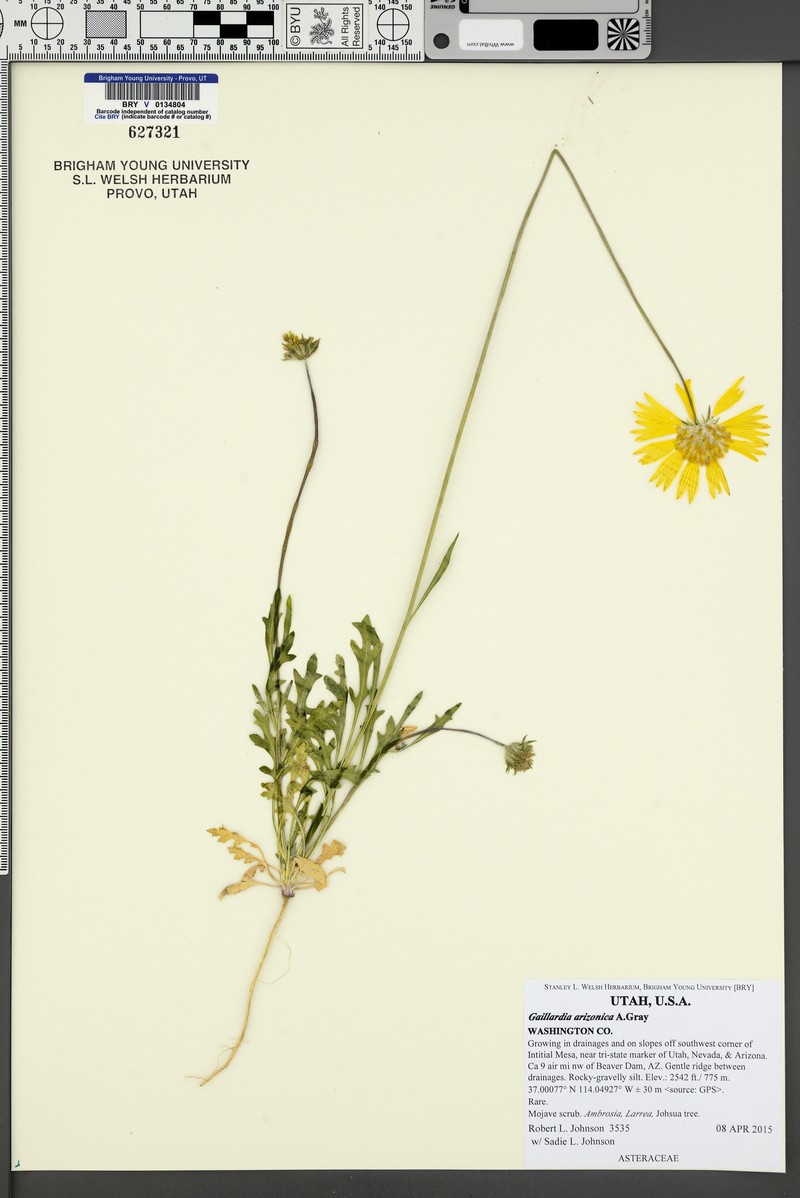 Arizona Blanketflower photo 5
