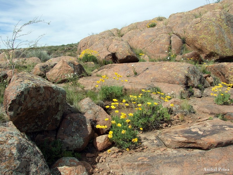 Gaillardia cabrerae