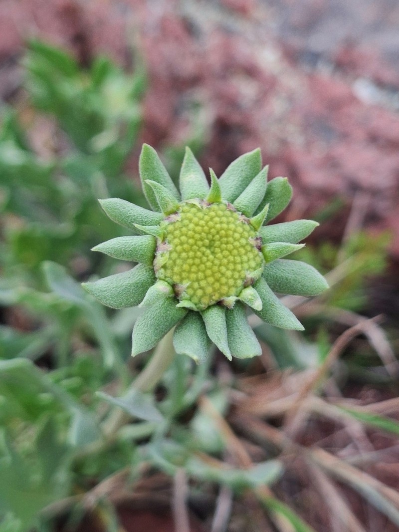 Gaillardia cabrerae photo 2