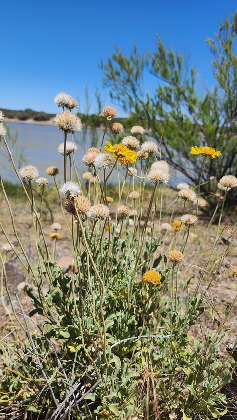Gaillardia cabrerae photo 3