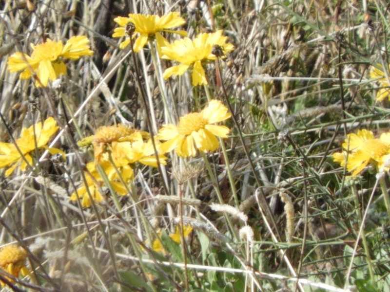 Gaillardia cabrerae photo 4