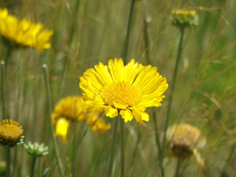 Gaillardia cabrerae photo 5