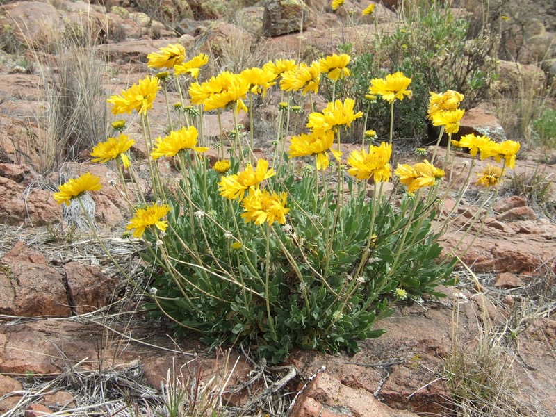 Gaillardia cabrerae photo 6