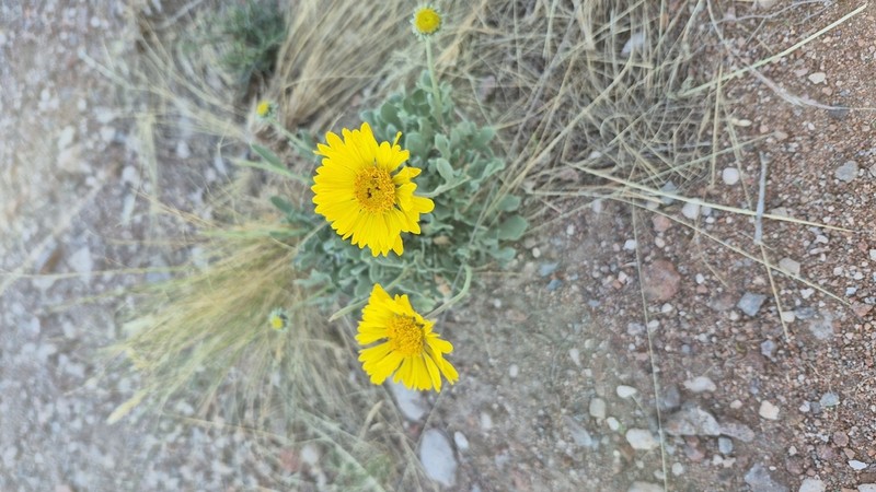 Gaillardia cabrerae photo 7