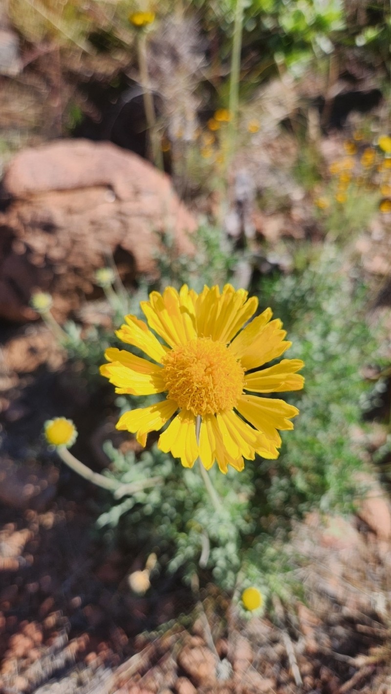 Gaillardia cabrerae photo 8