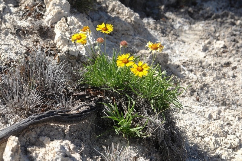 Gaillardia candelaria