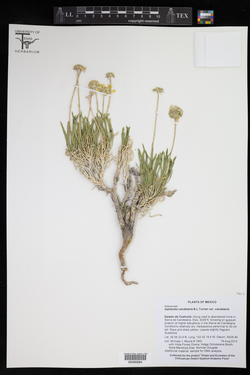 Gaillardia candelaria photo 2