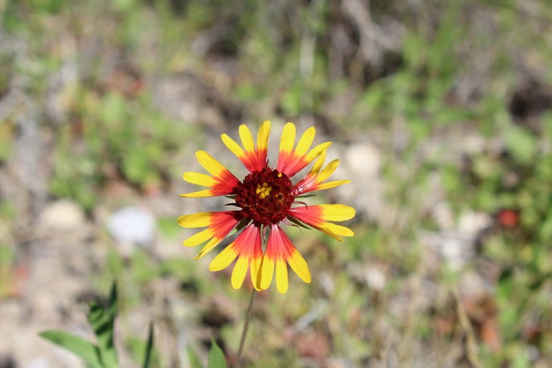 Bandanna Daisy
