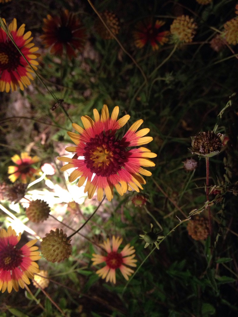 Bandanna Daisy photo 2