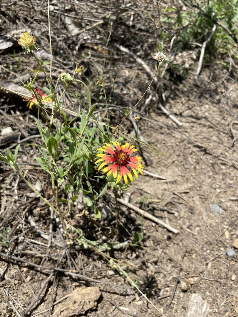 Bandanna Daisy photo 3