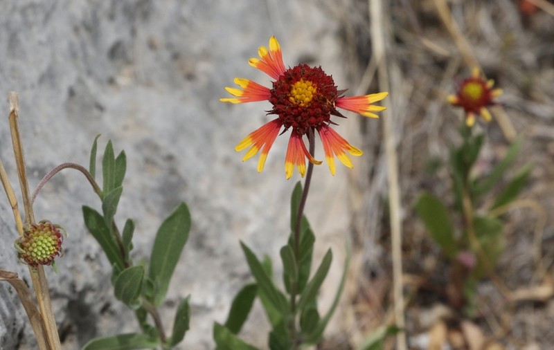 Bandanna Daisy photo 4