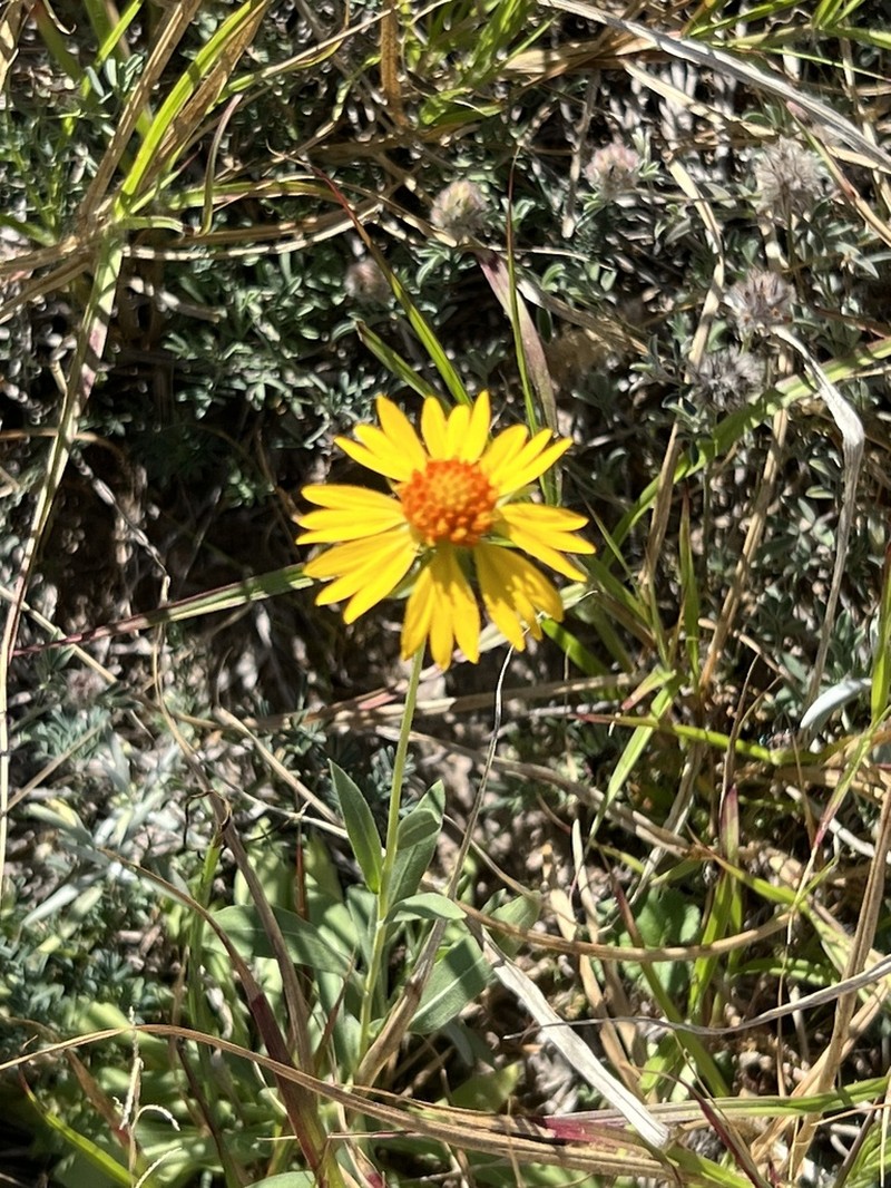 Bandanna Daisy photo 6