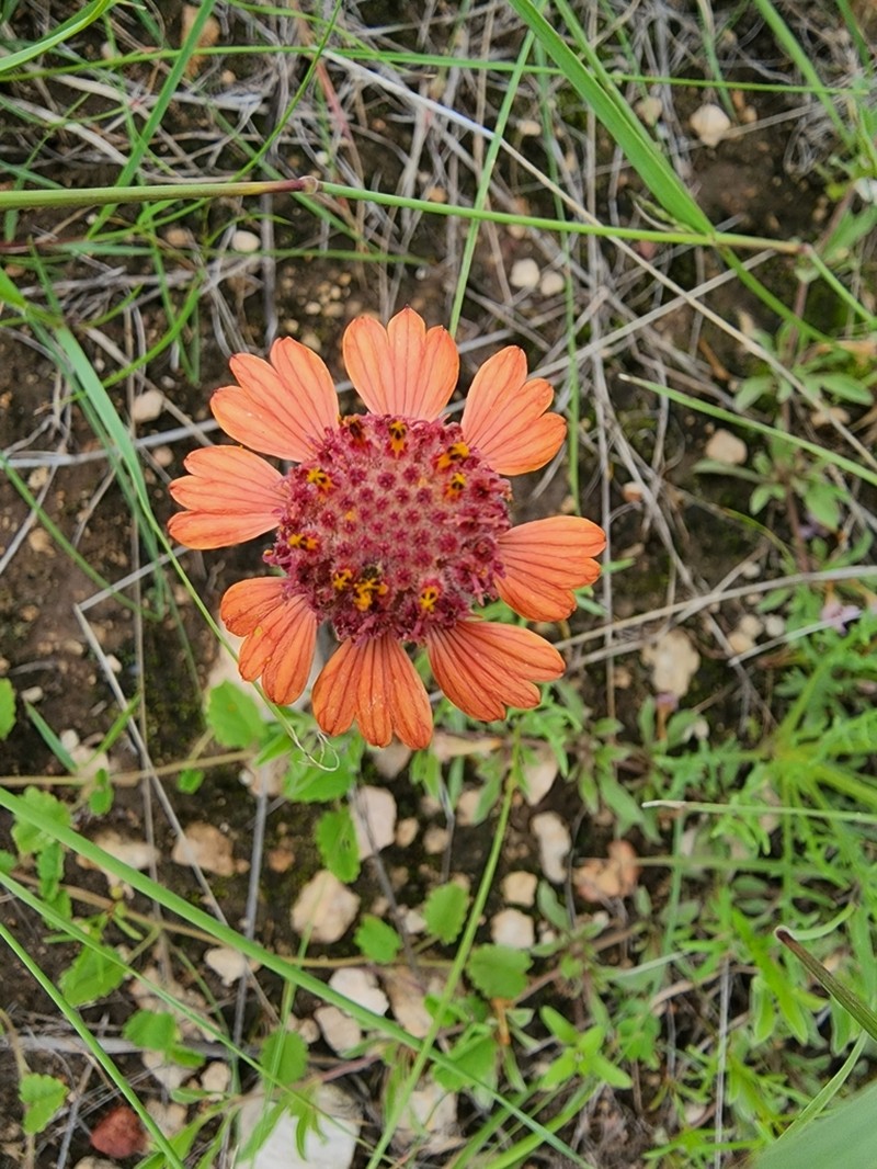 Gaillardia comosa