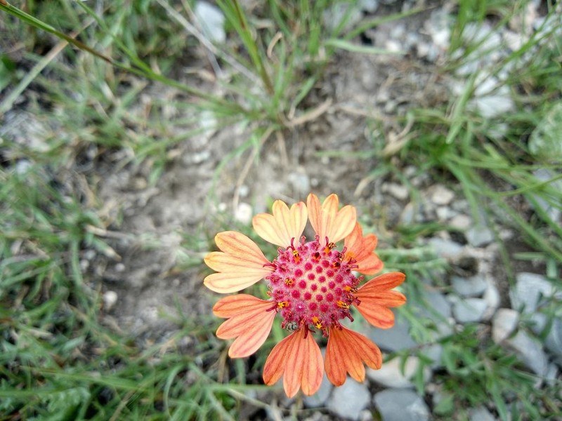 Gaillardia comosa photo 2