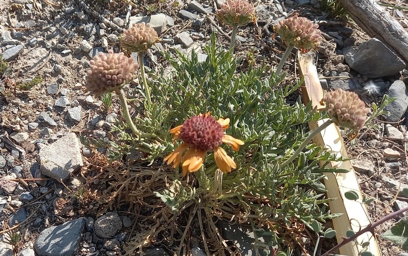 Gaillardia comosa photo 3