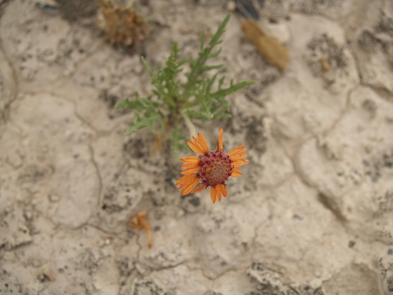 Gaillardia comosa photo 4