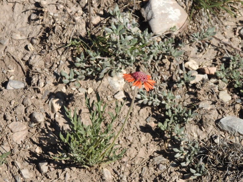 Gaillardia comosa photo 5