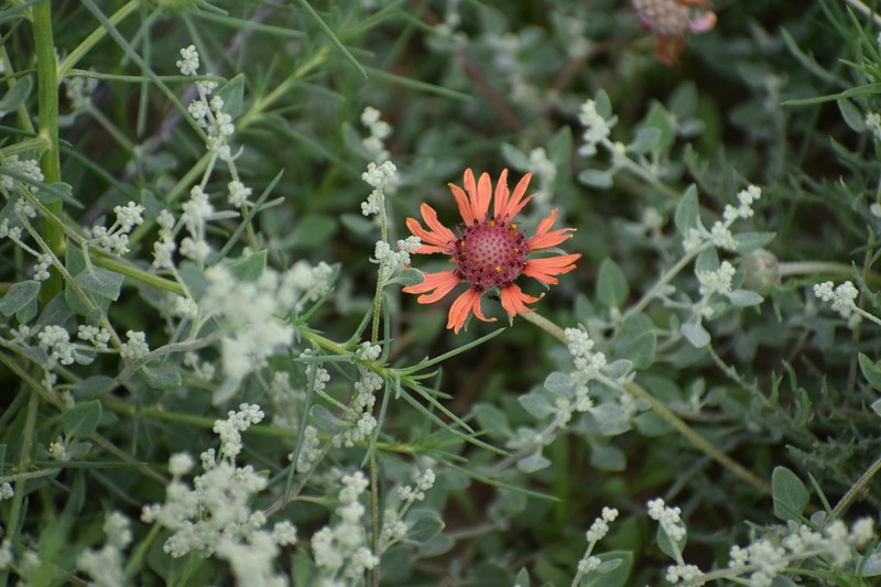 Gaillardia comosa photo 6