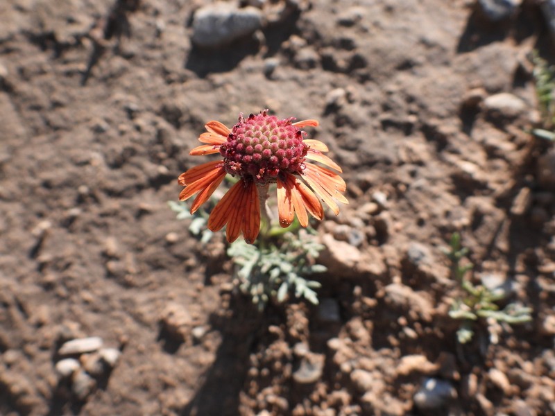 Gaillardia comosa photo 7