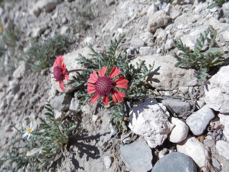 Gaillardia comosa photo 8