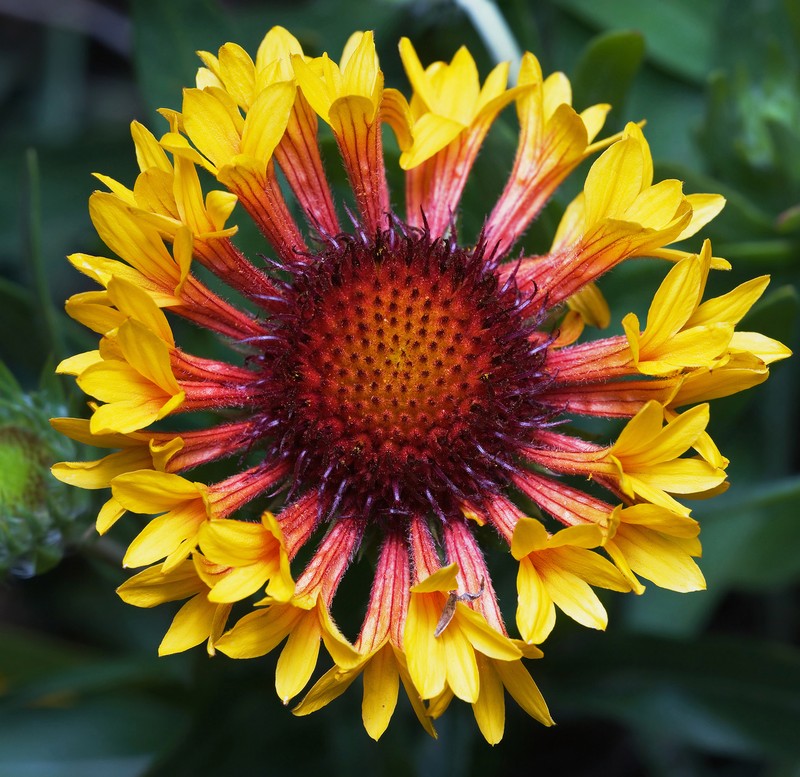 Blanketflower photo 5