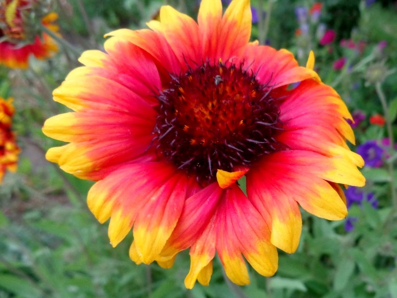 Blanketflower photo 2