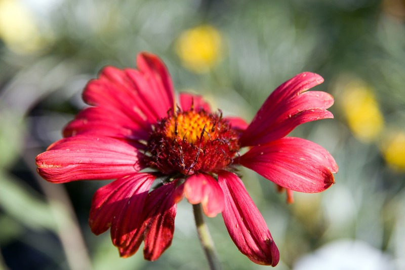 Blanketflower photo 3