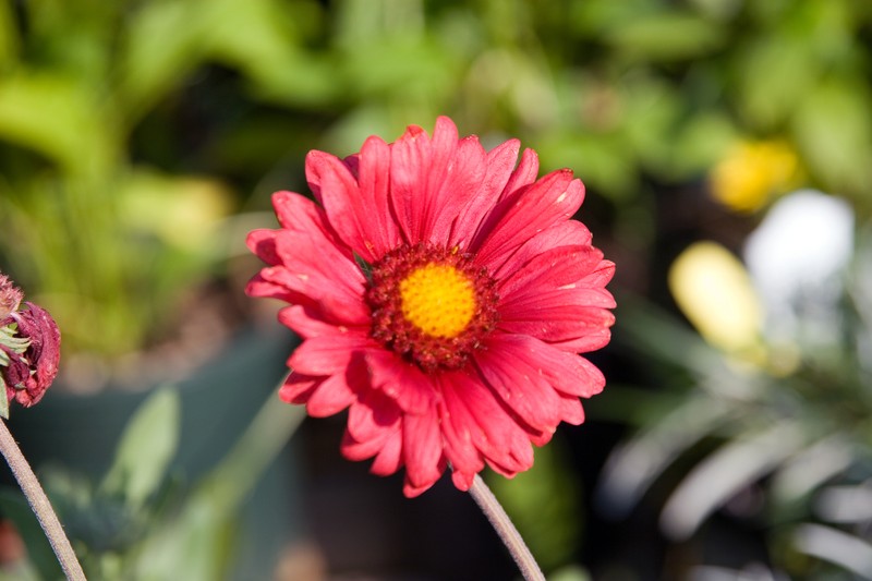 Blanketflower photo 4