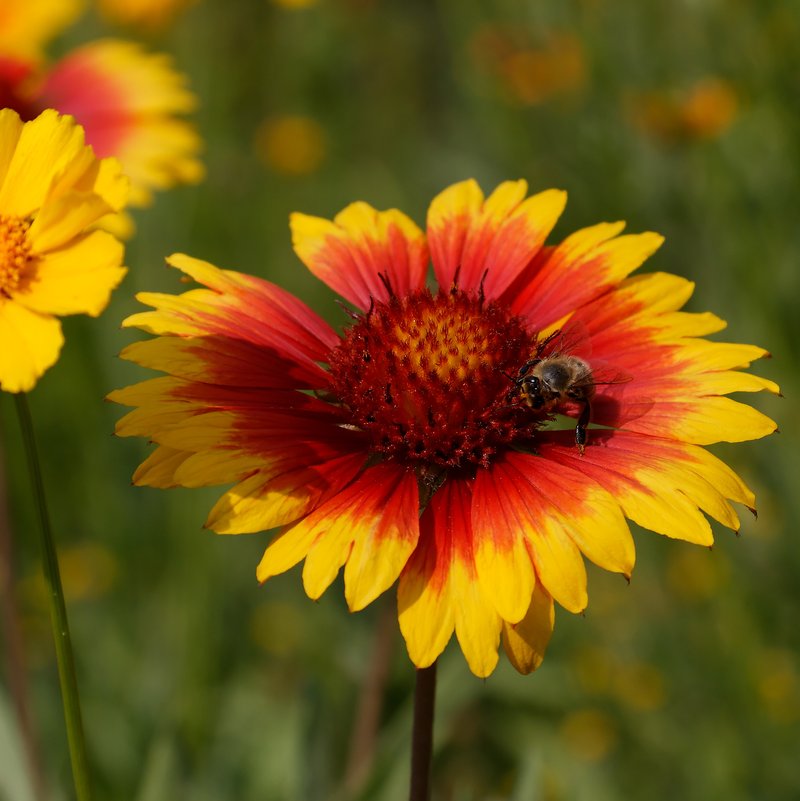 Blanketflower photo 6