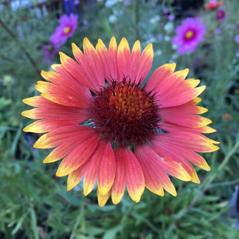 Blanketflower photo 7