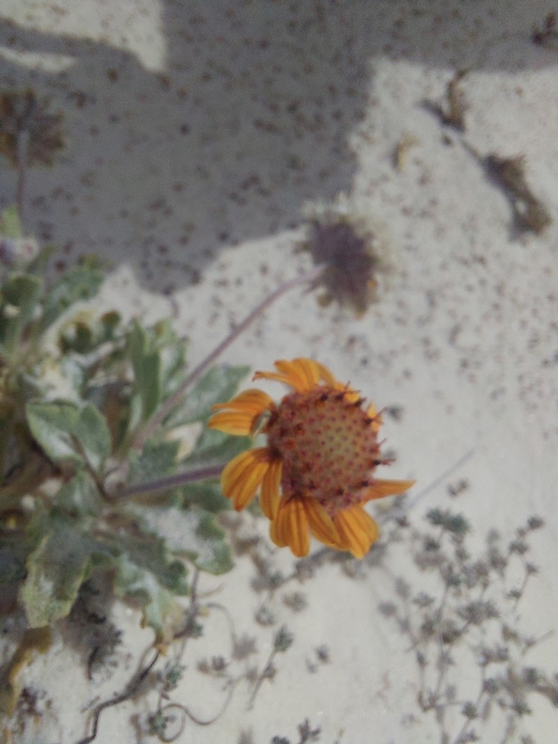 Gaillardia gypsophila