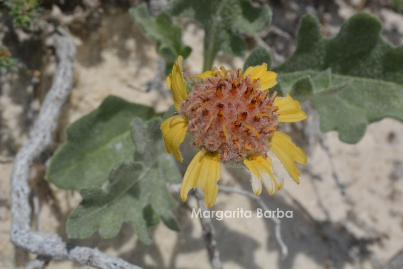 Gaillardia gypsophila photo 2