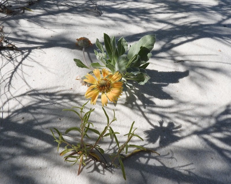 Gaillardia gypsophila photo 5