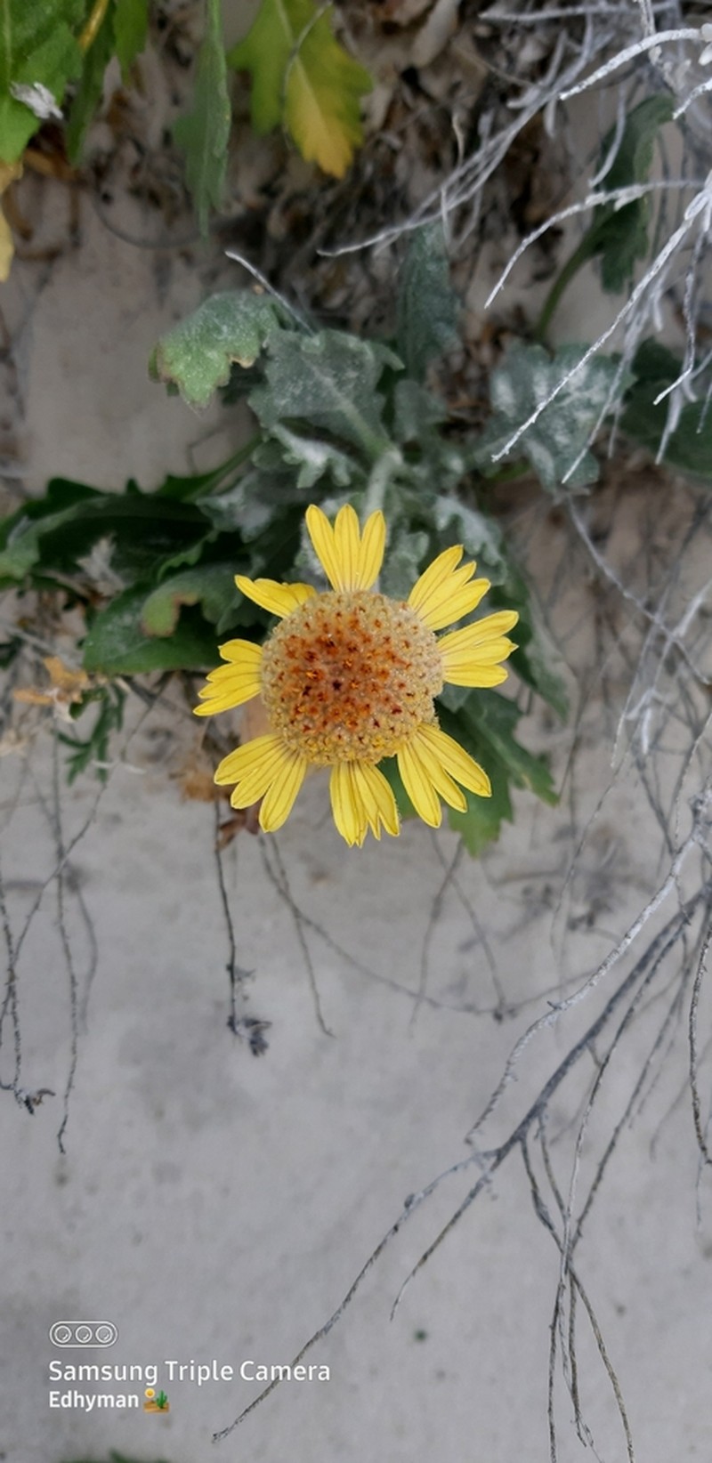 Gaillardia gypsophila photo 6