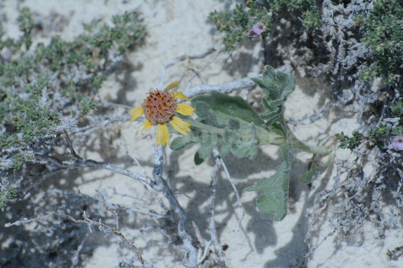 Gaillardia gypsophila photo 7